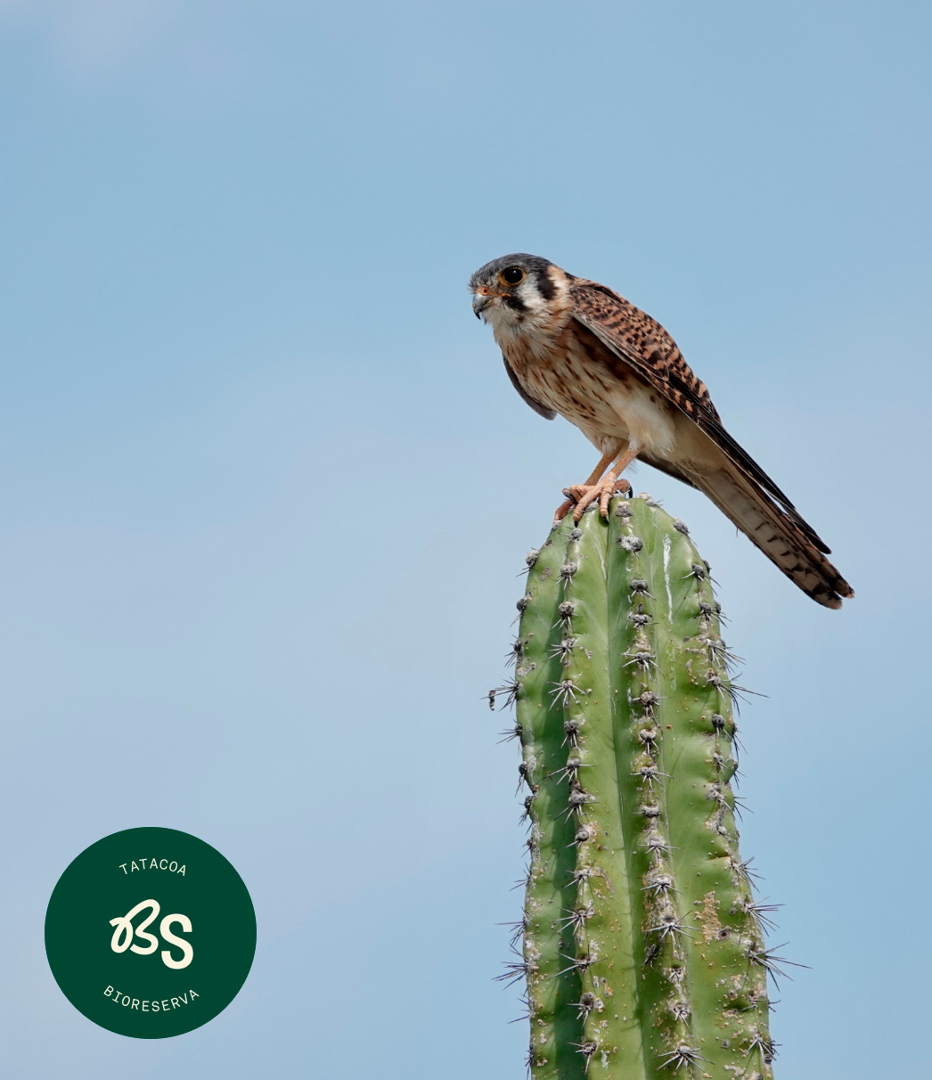 biodiversidad-bosqueseco