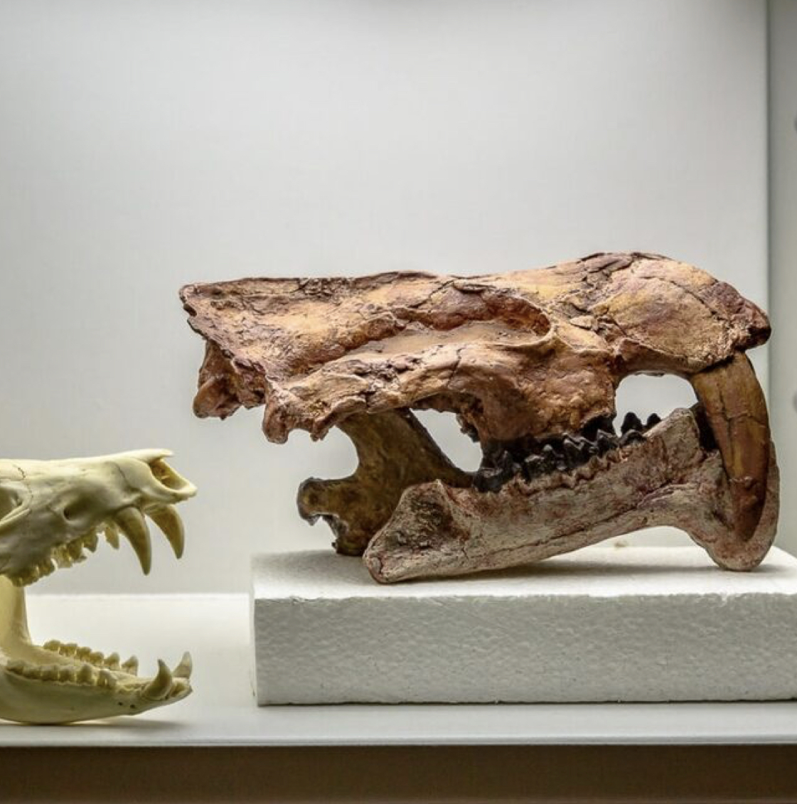 Ruta Paleontológica: Museo y Taller de Paleontólogo por un Día