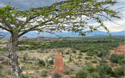Un Tesoro Natural llamado  Bosque Seco Tropical está Peligro