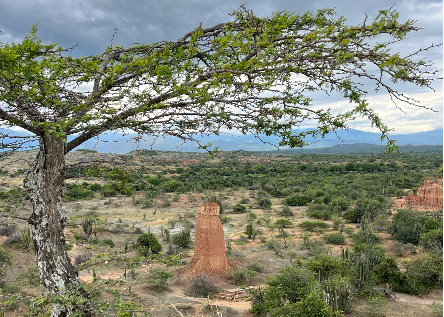 Un Tesoro Natural llamado Bosque Seco Tropical está Peligro